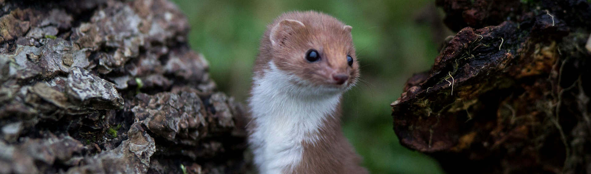 mustela immissione - Museo di Storia Naturale